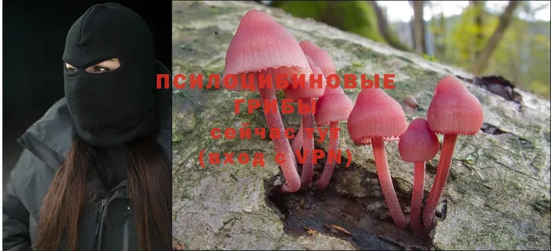 Псилоцибиновые грибы Psilocybe  продажа наркотиков  Галич 